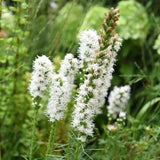 Liatris spicata 'Floristan Weiss' - lampenpoetser vaste plant