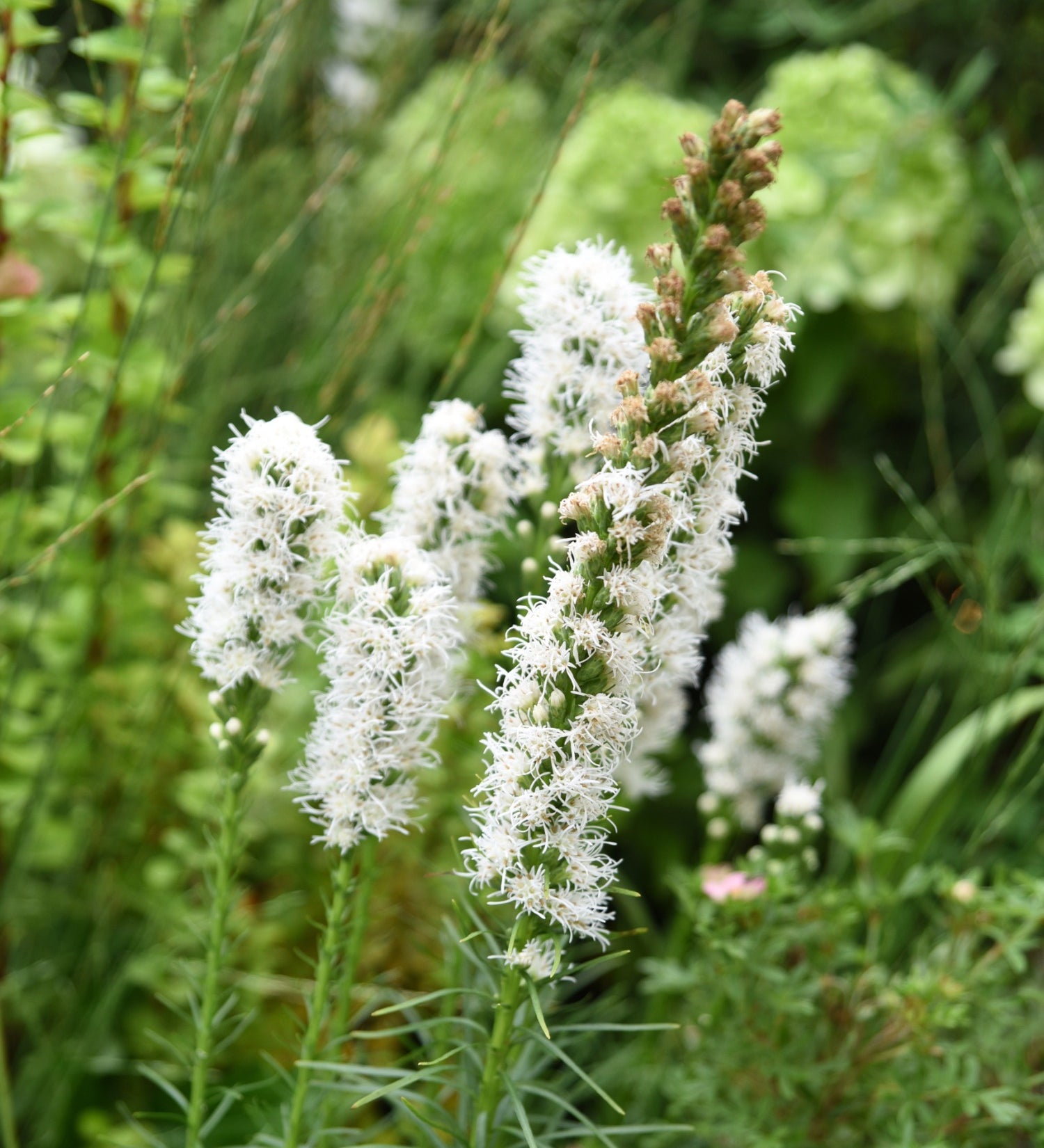 Liatris spicata 'Floristan Weiss' - lampenpoetser vaste plant