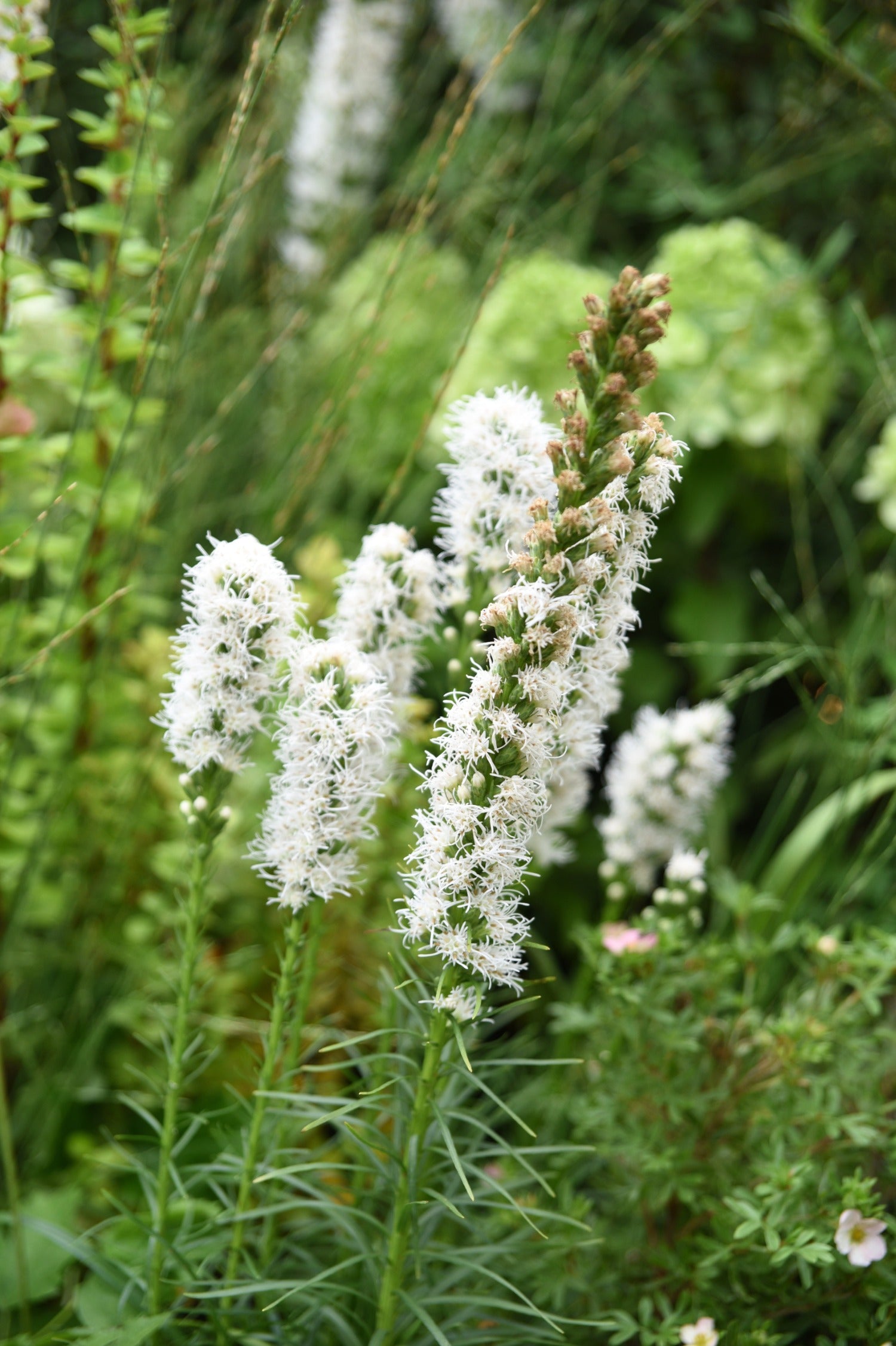 Liatris spicata 'Floristan Weiss' - lampenpoetser vaste plant