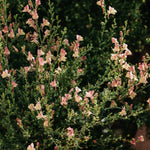 Vlasleeuwenbek of Linaria purpurea 'Peachy'