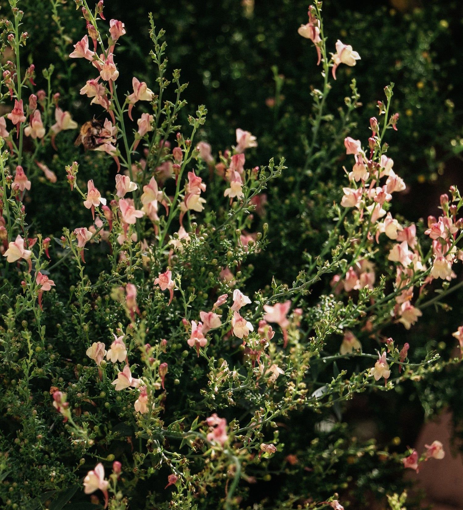 Vlasleeuwenbek of Linaria purpurea 'Peachy'