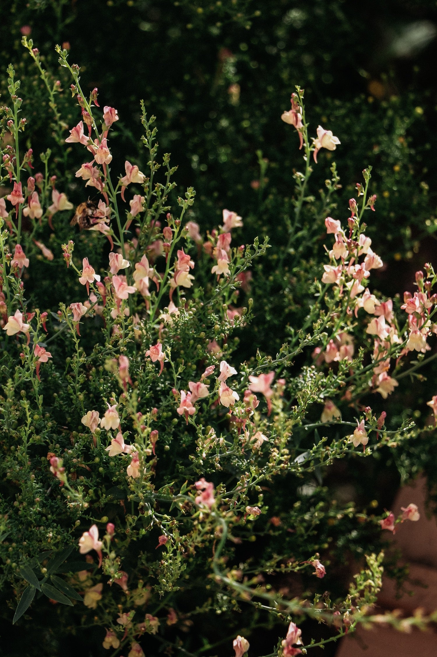 Vlasleeuwenbek of Linaria purpurea 'Peachy'