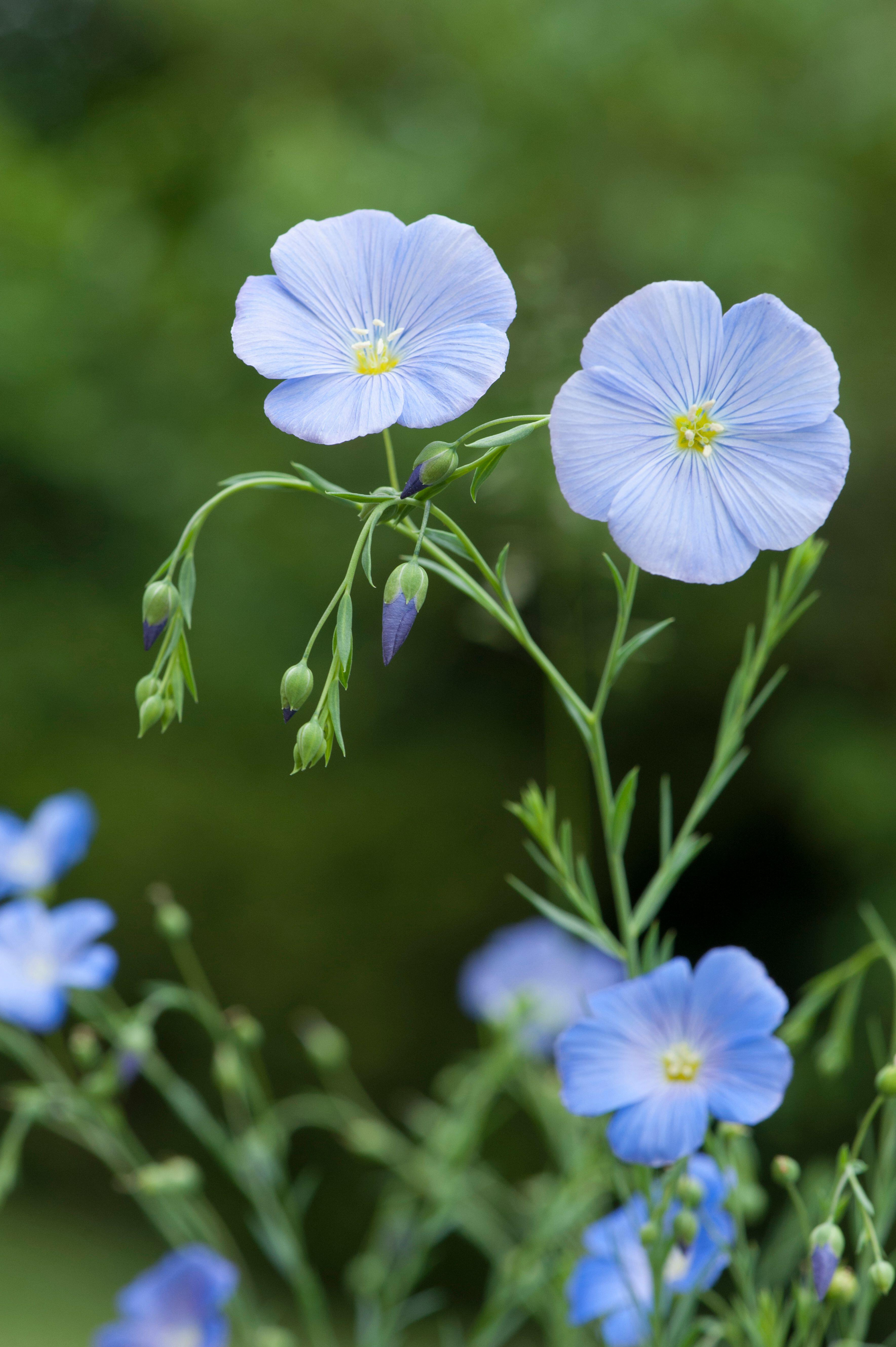 Overblijvend vlas of Linum prerenne