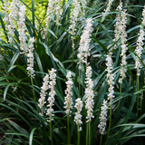 Liriope muscari ‘Monroe White’