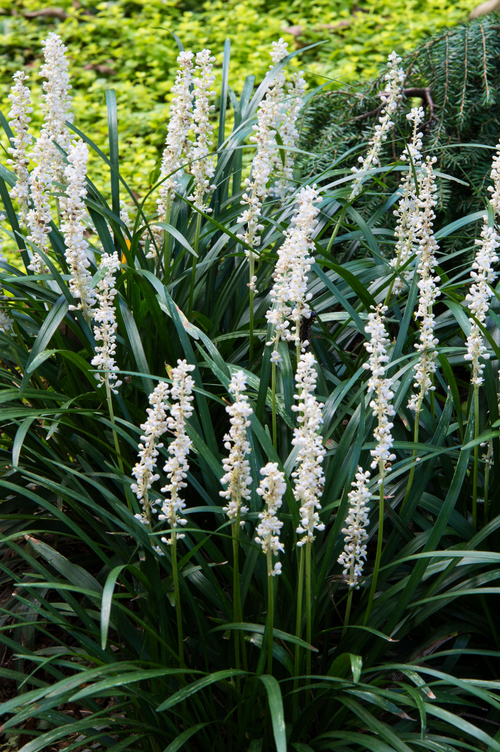 Liriope muscari ‘Monroe White’