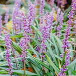 Liriope muscari 'Lilac Wonder'