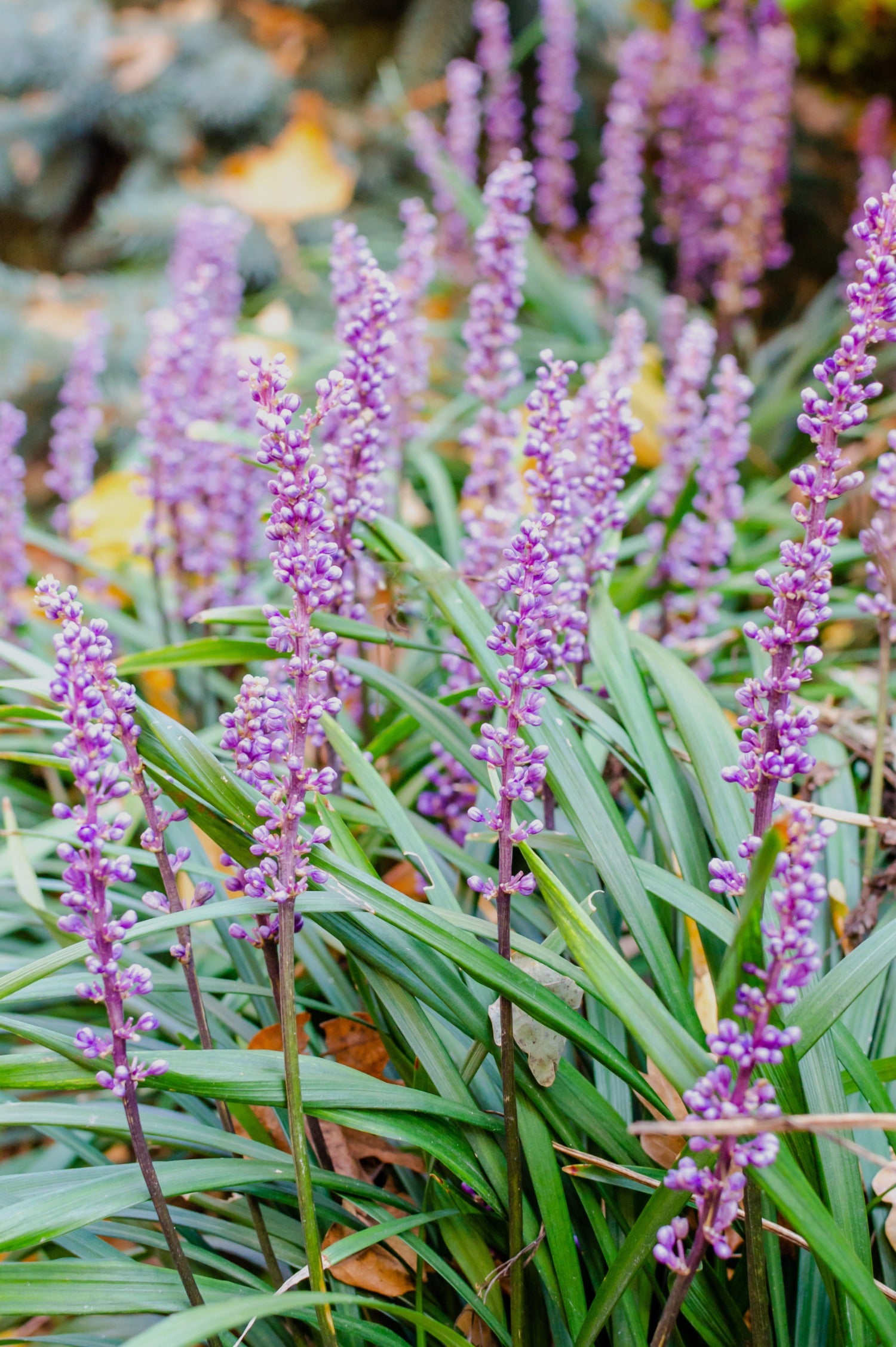 Liriope muscari 'Lilac Wonder'