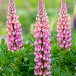 Lupinus 'Gallery Pink' - lupine vaste plant