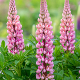 Lupinus 'Gallery Pink' - lupine vaste plant