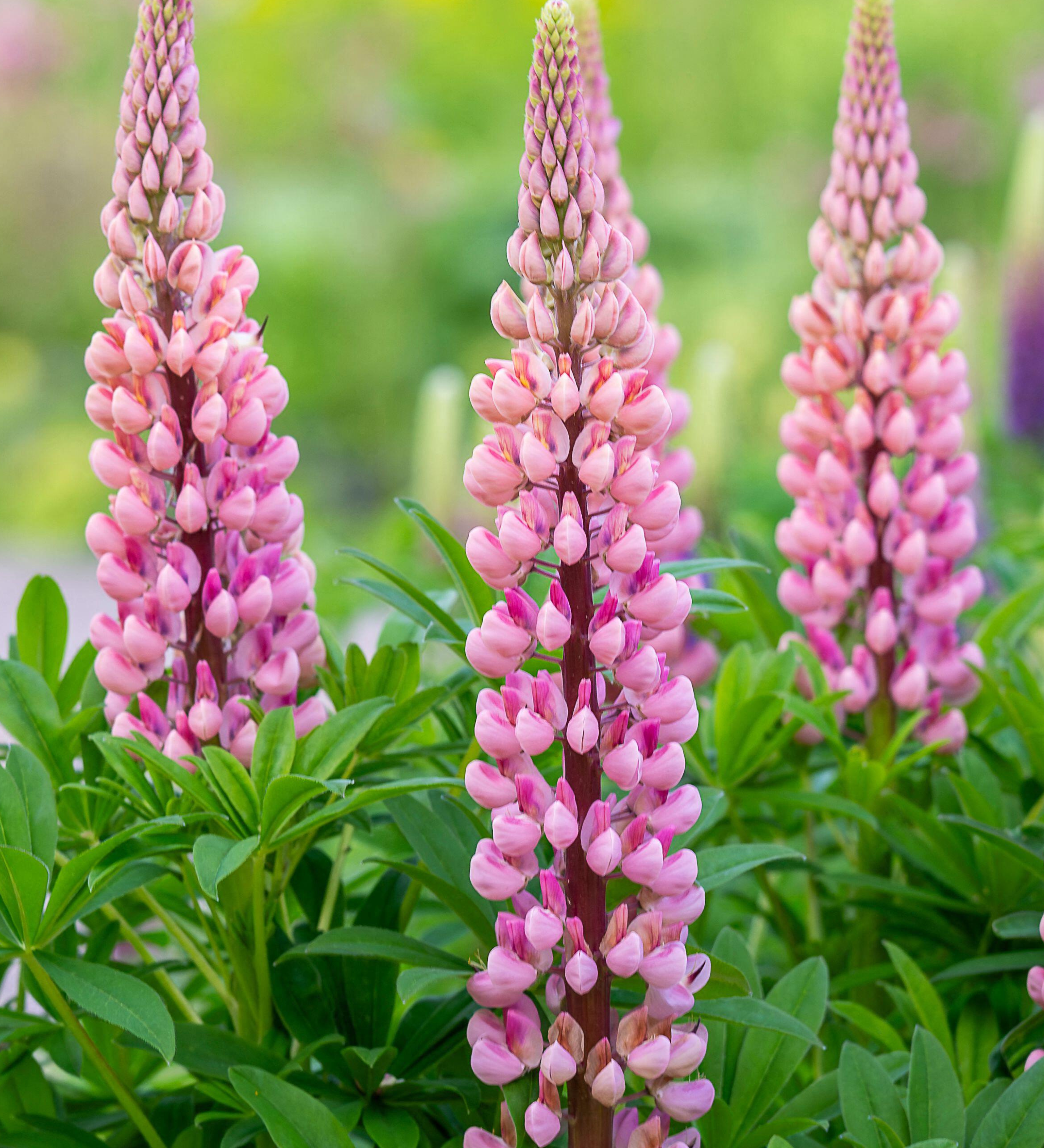 Lupinus 'Gallery Pink' - lupine vaste plant