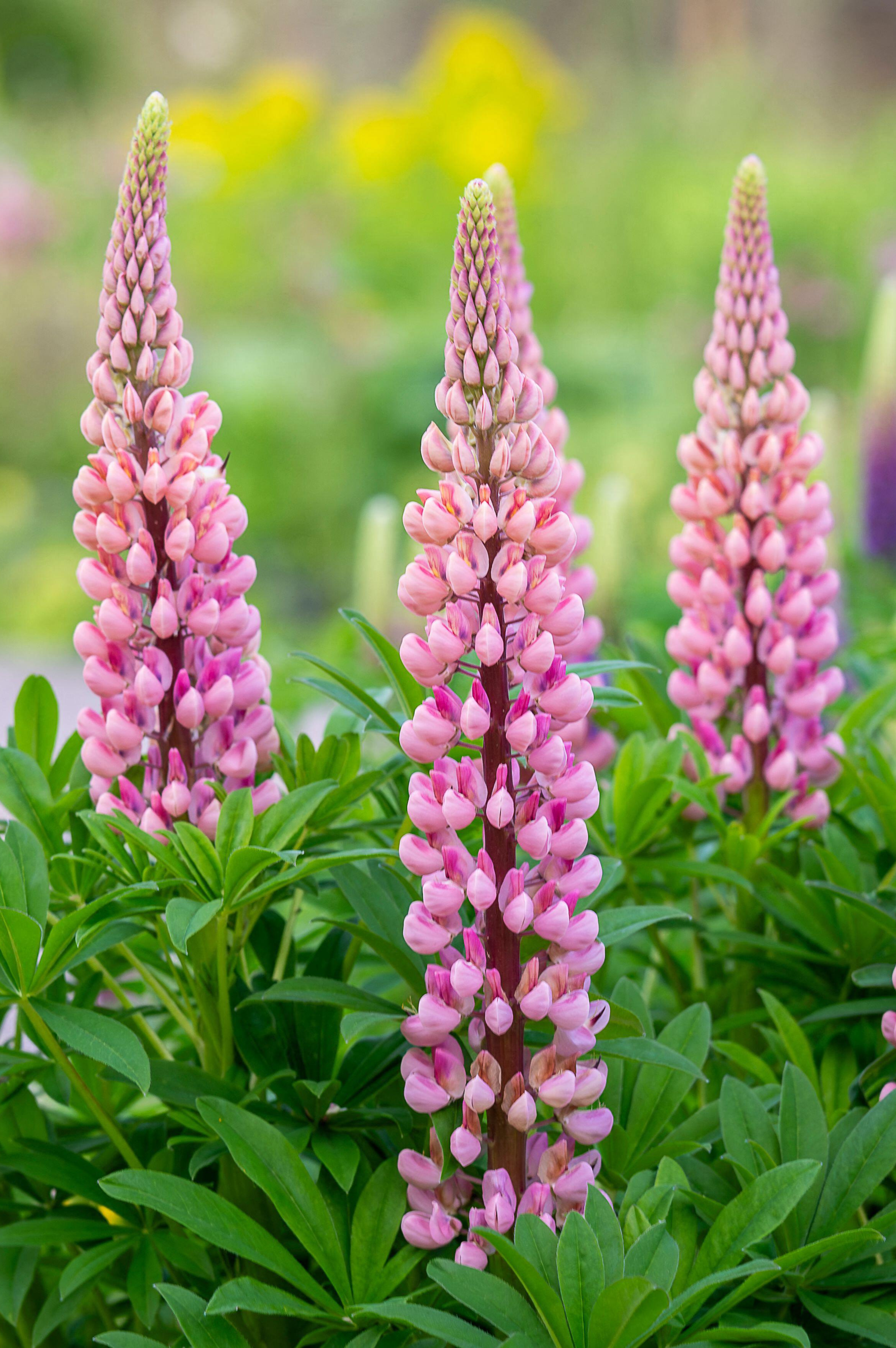 Lupinus 'Gallery Pink' - lupine vaste plant