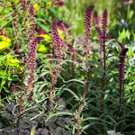 Rode wederk of Lysimachia atropurpurea