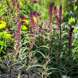 Rode wederk of Lysimachia atropurpurea