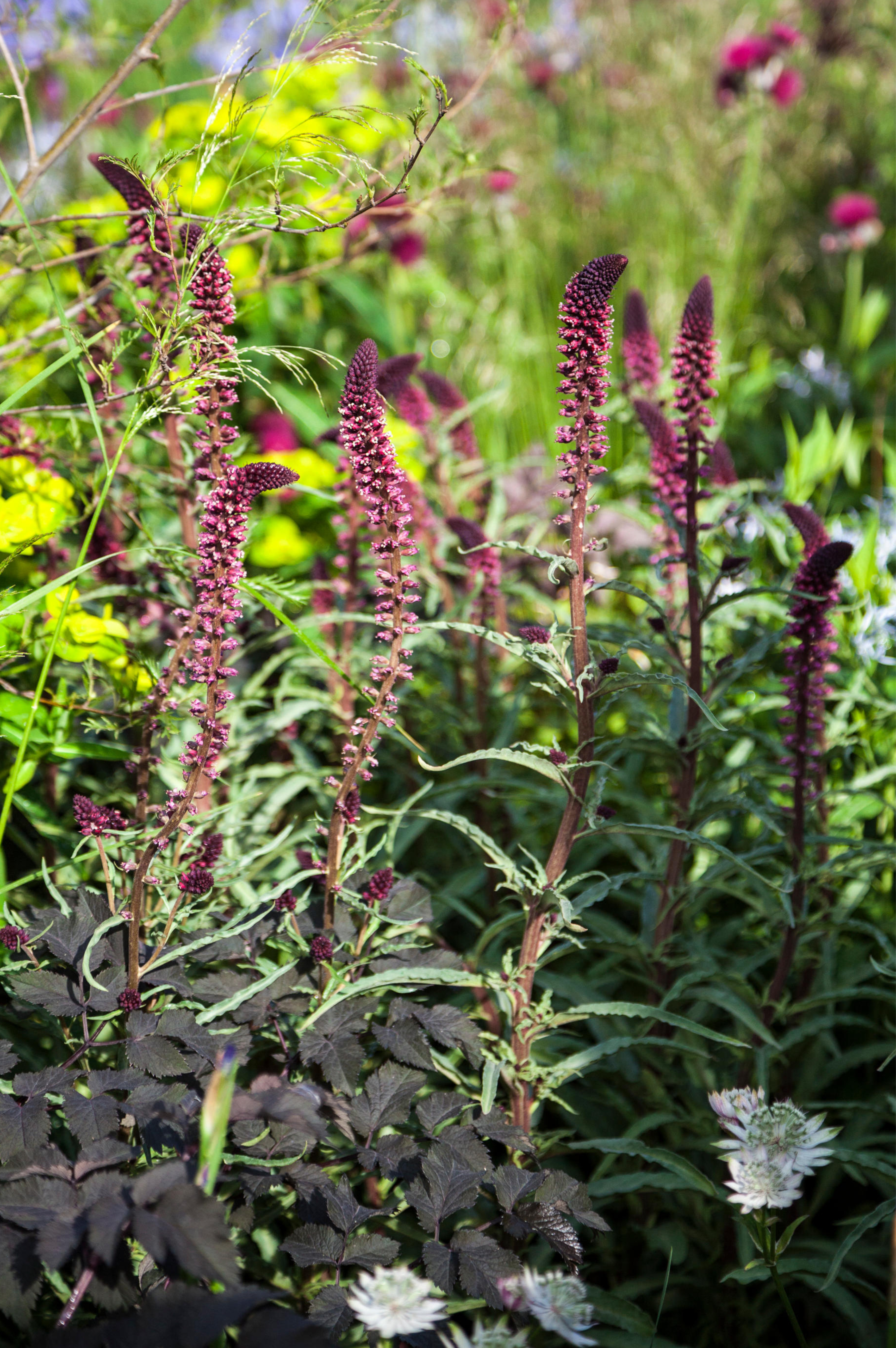 Rode wederk of Lysimachia atropurpurea