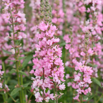 Kattenstaart of Lythrum salicaria 'Blush'