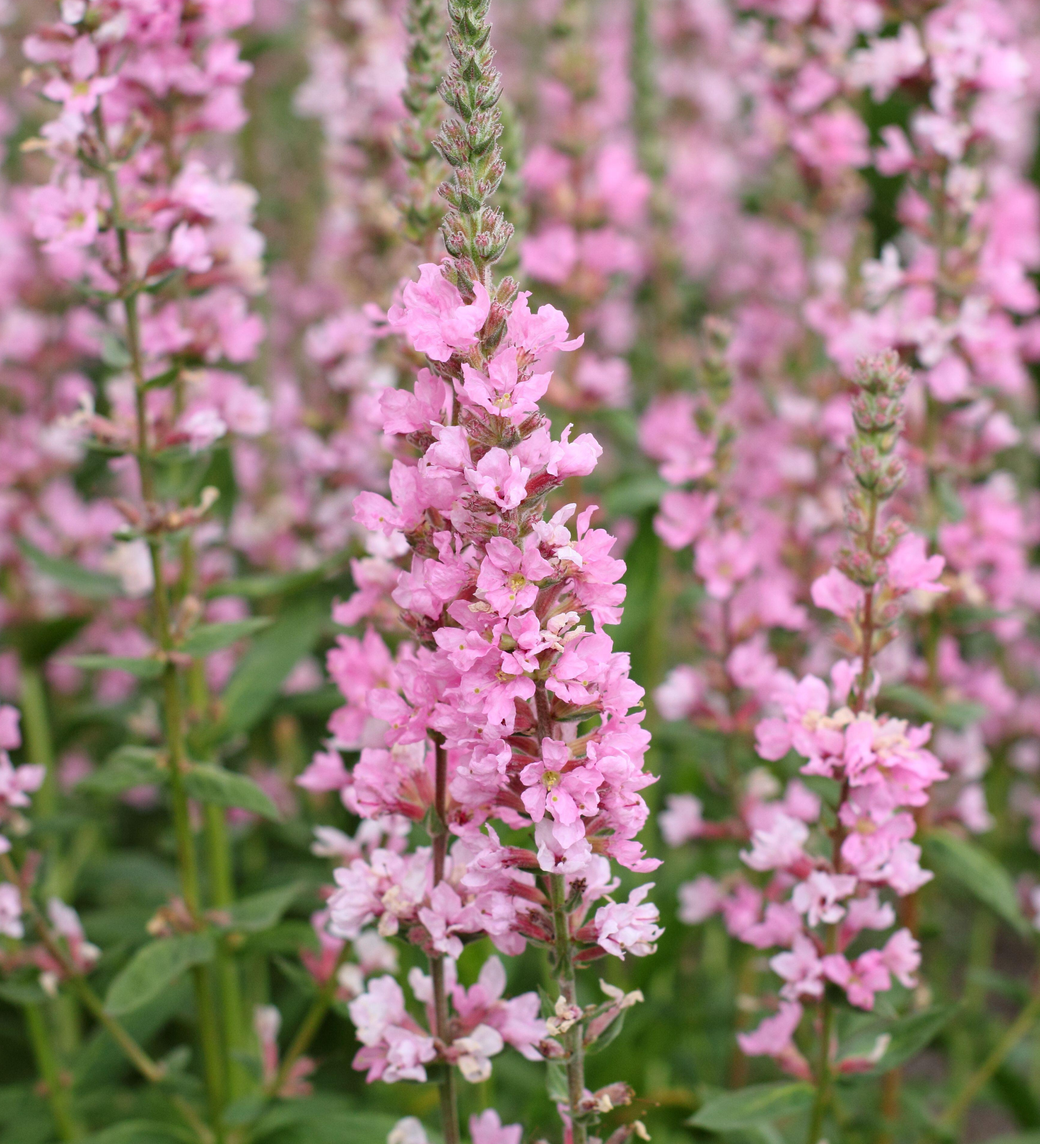 Kattenstaart of Lythrum salicaria 'Blush'