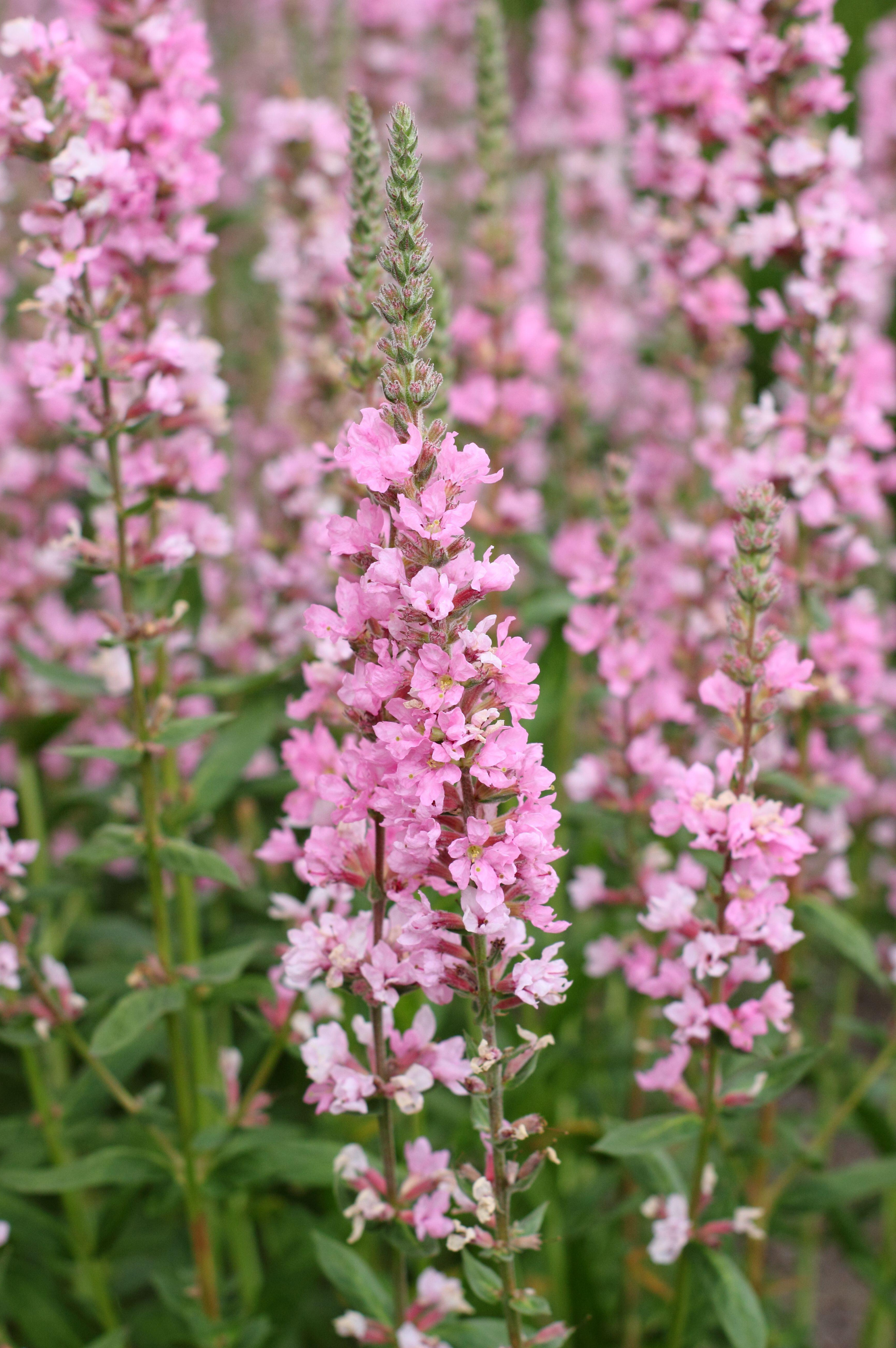 Kattenstaart of Lythrum salicaria 'Blush'