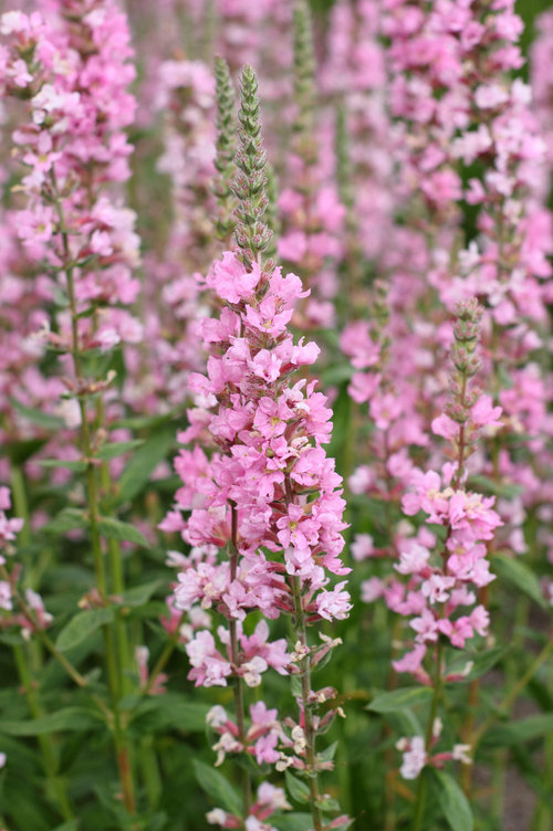 Lythrum salicaria 'Blush'