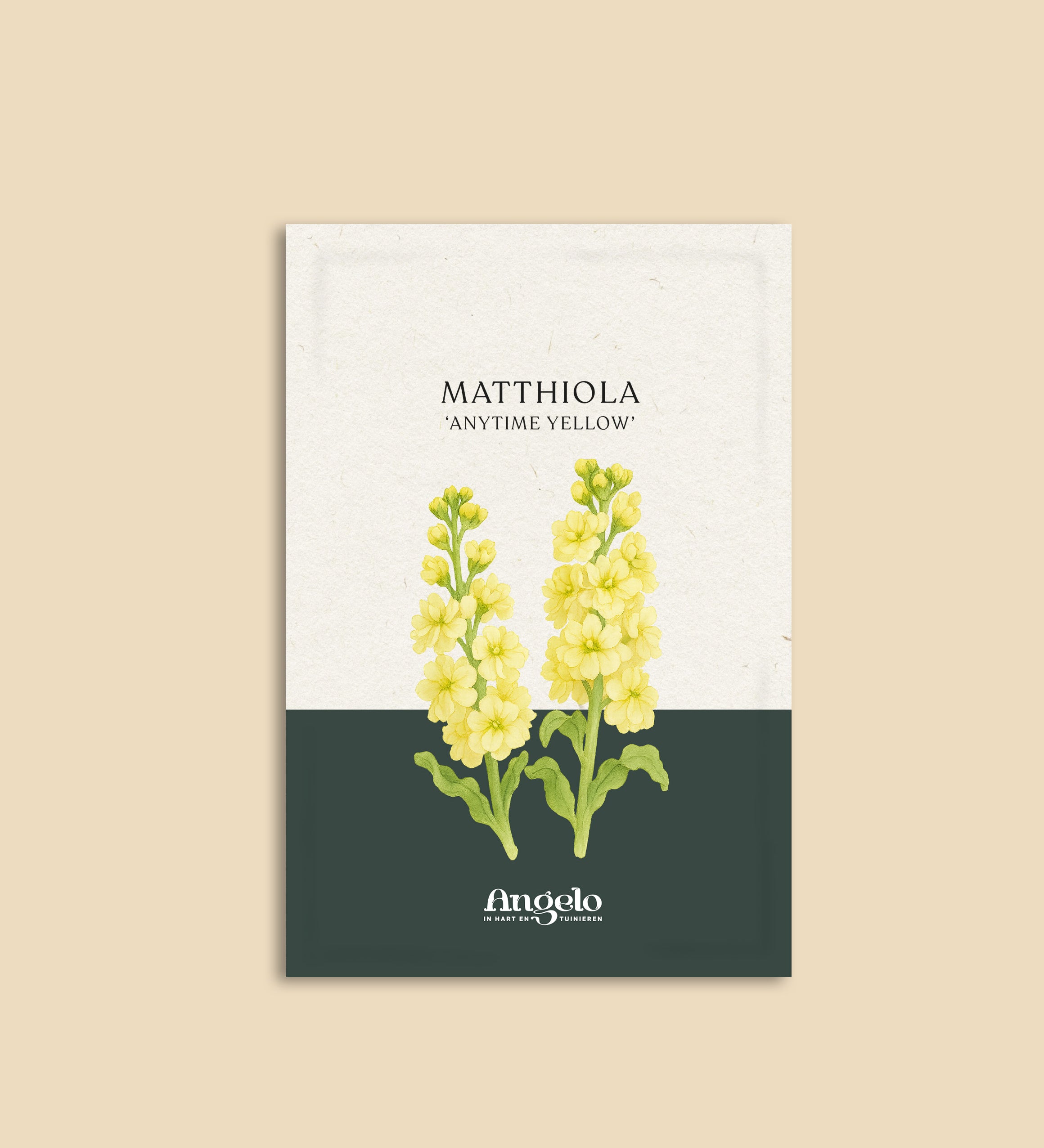 Matthiola incana 'anytime yellow'-Angelo