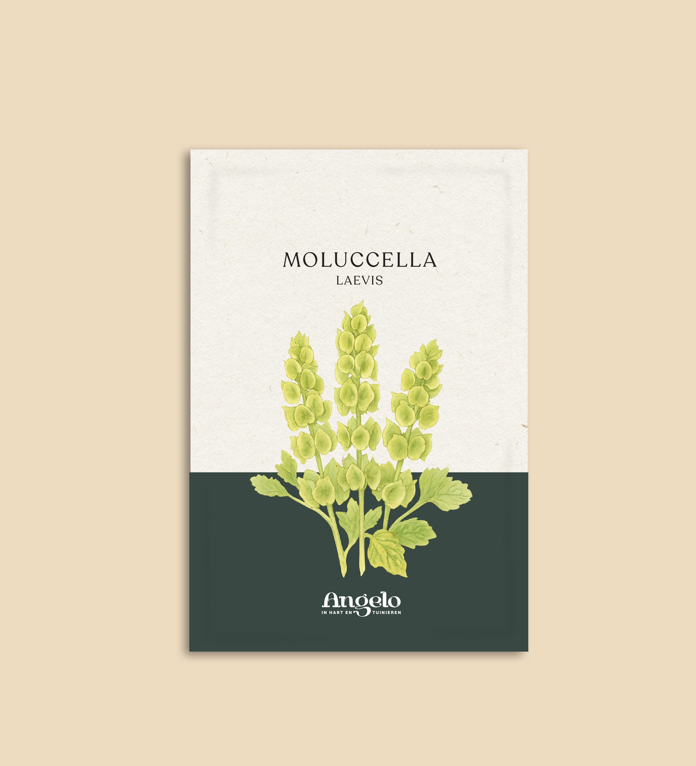 Moluccella laevis-Angelo