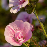 Malva of kaasjeskruid 'Parkrondell'
