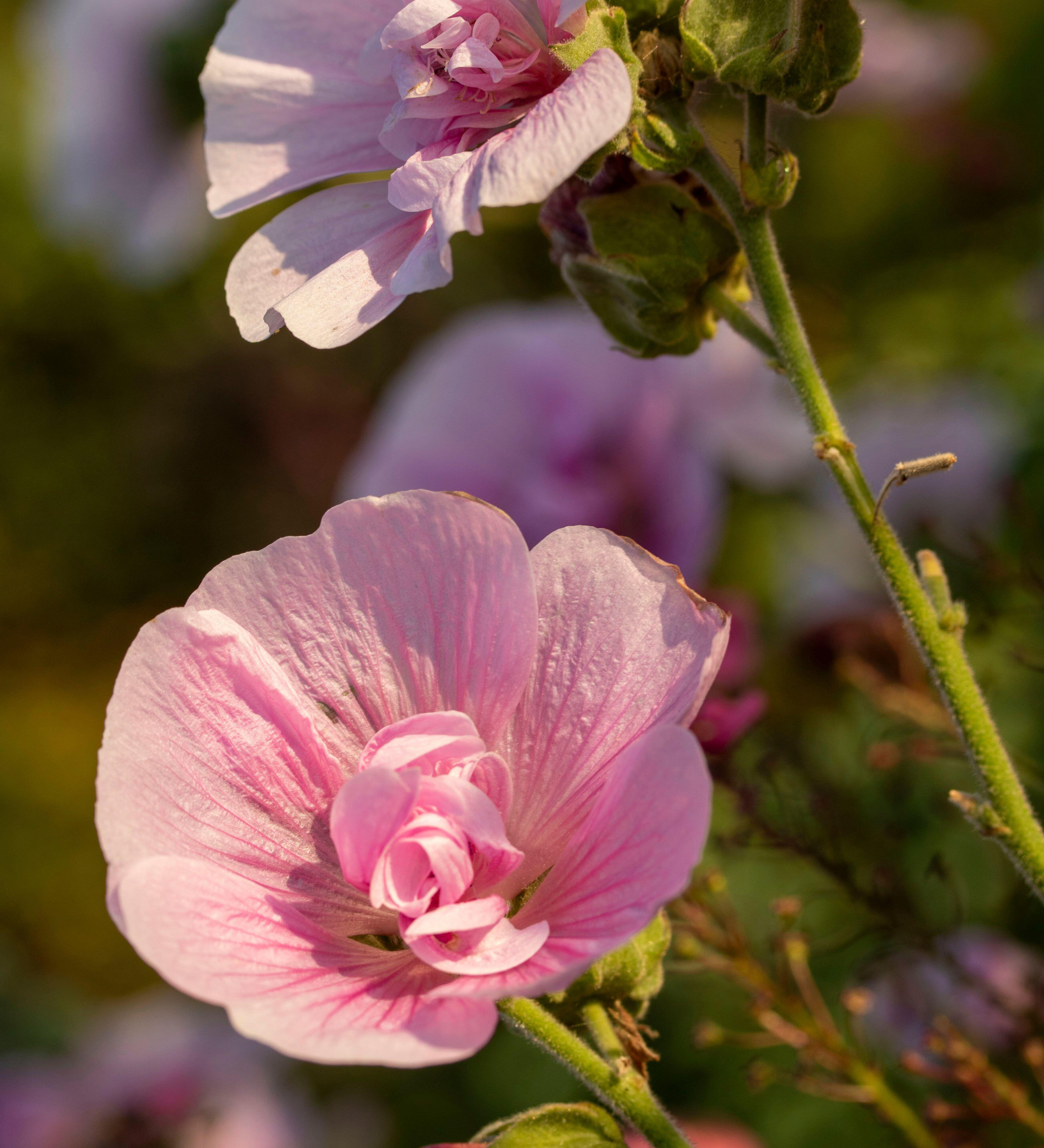 Malva of kaasjeskruid 'Parkrondell'