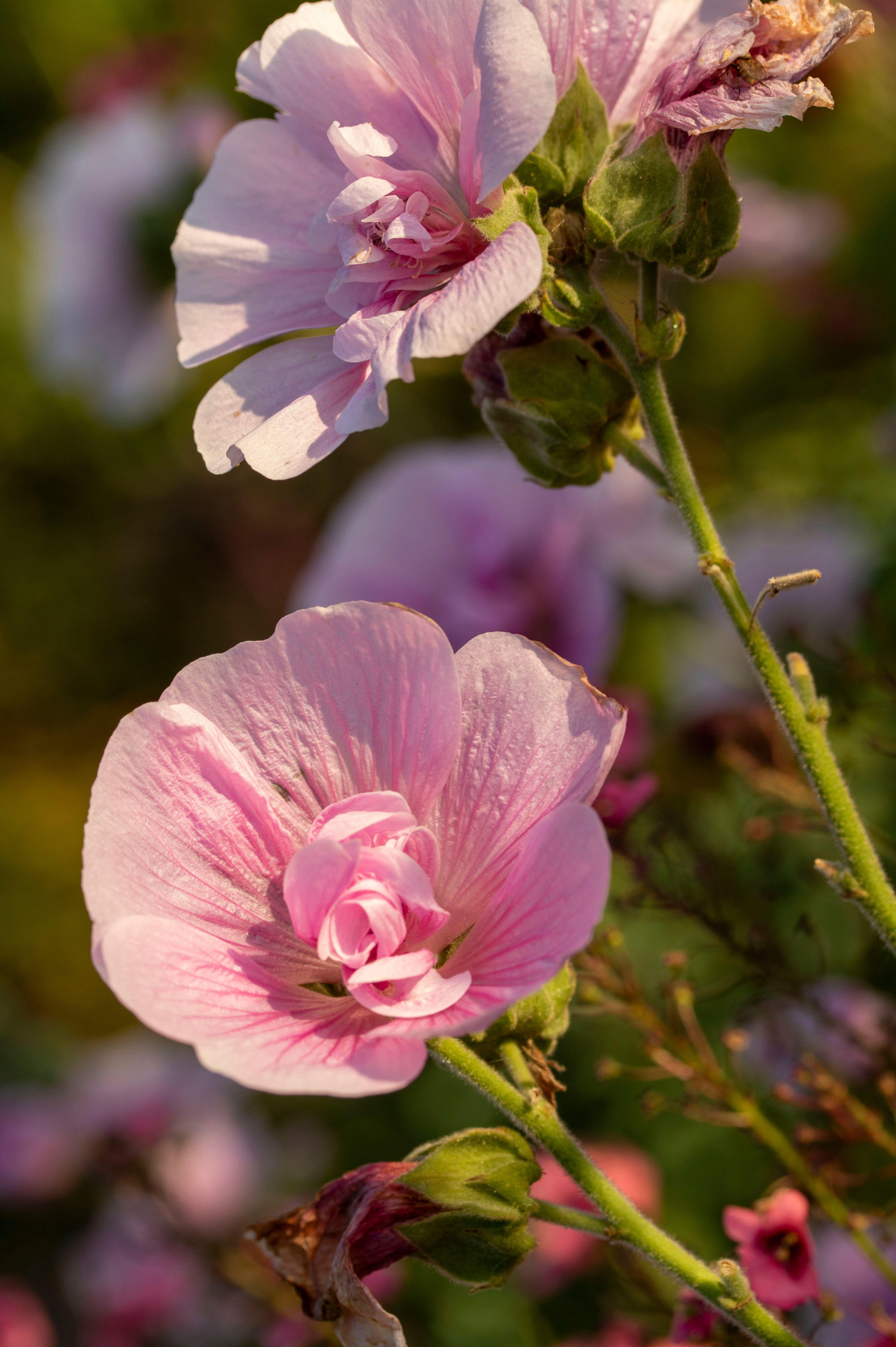 Malva of kaasjeskruid 'Parkrondell'