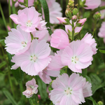 Malva moschata of kaasjeskruid