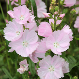 Malva moschata of kaasjeskruid