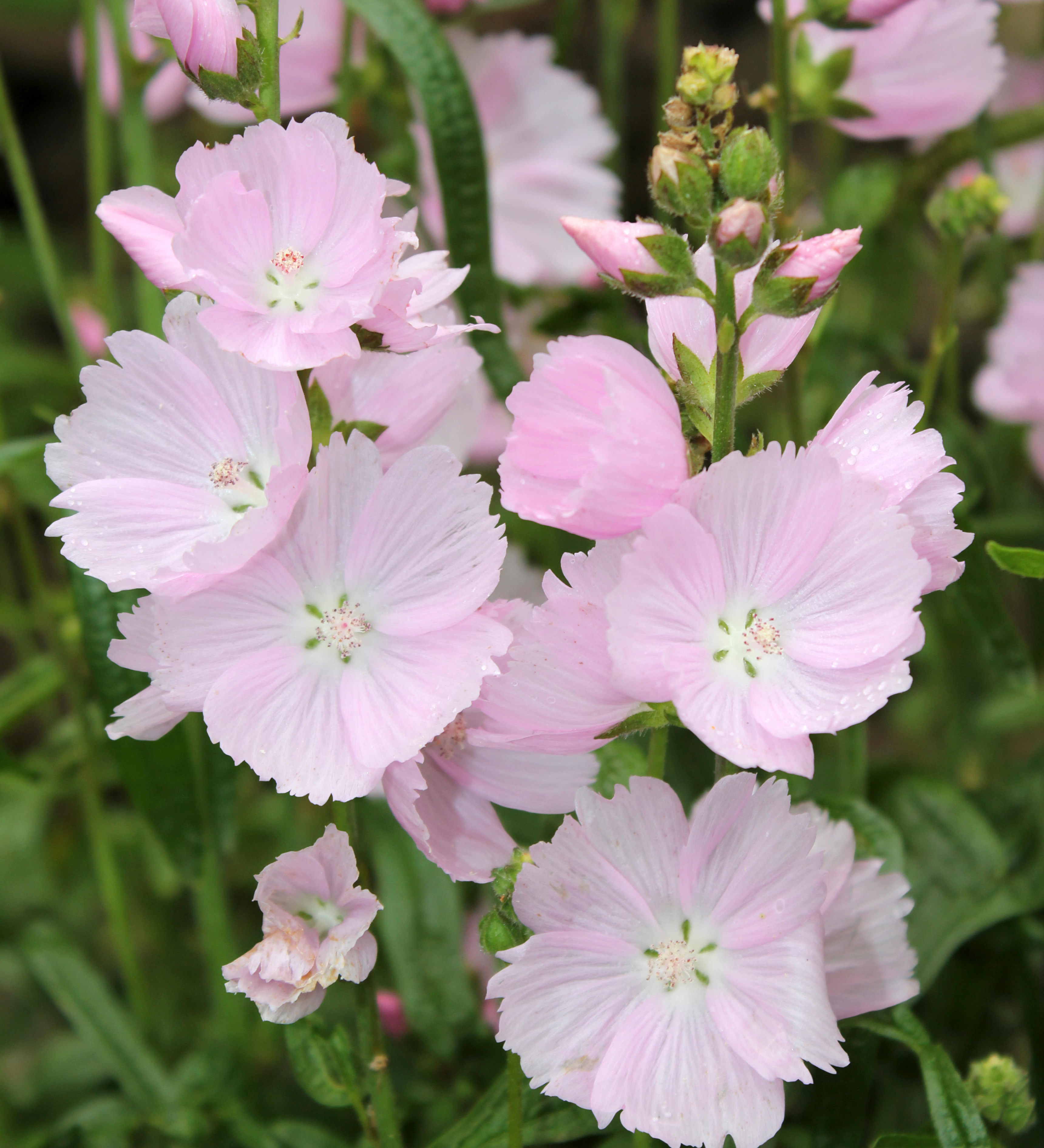 Malva moschata of kaasjeskruid