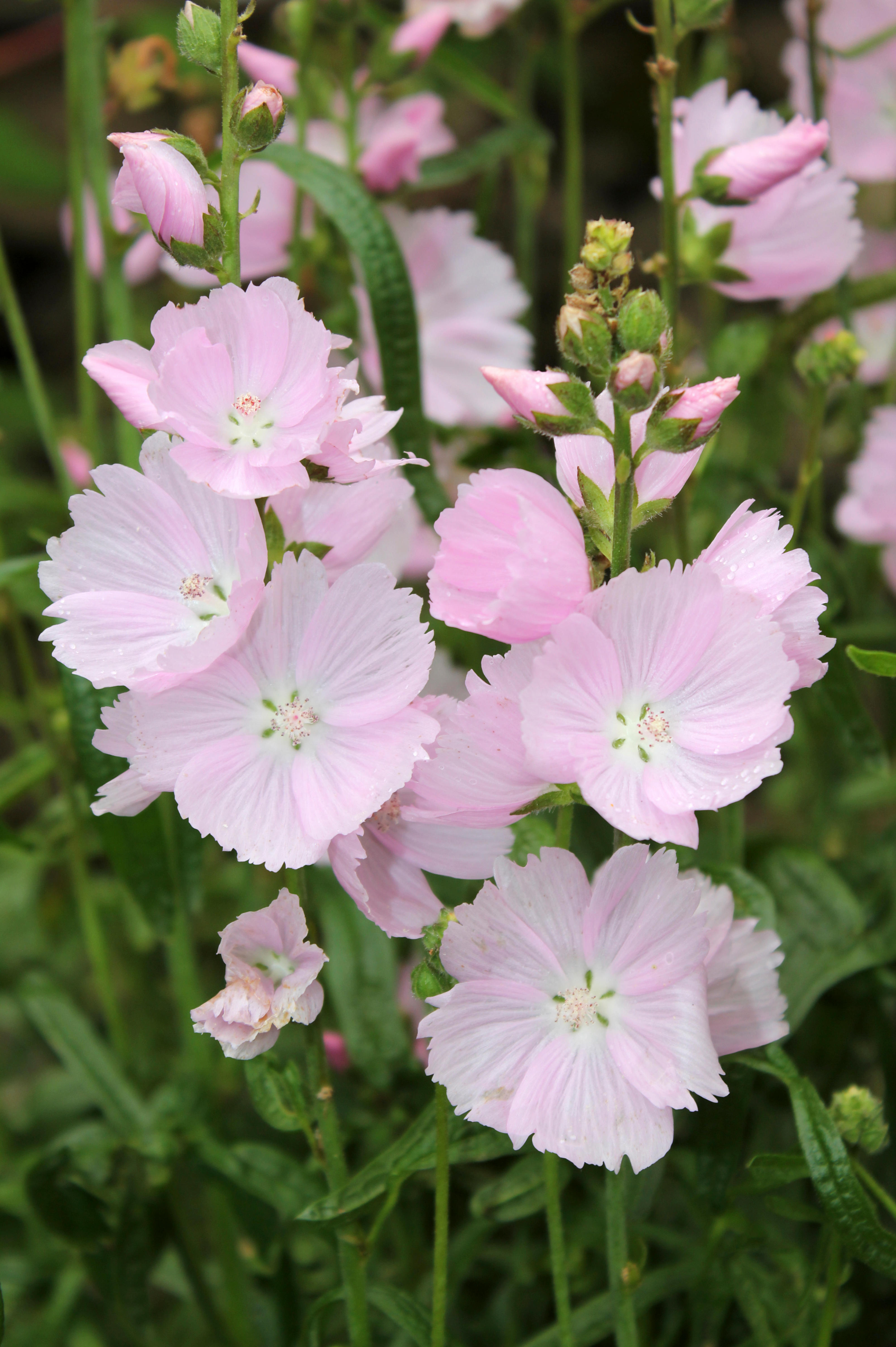 Malva moschata of kaasjeskruid
