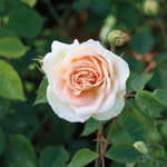 Struikroos 'Matthias Claudius Rose'