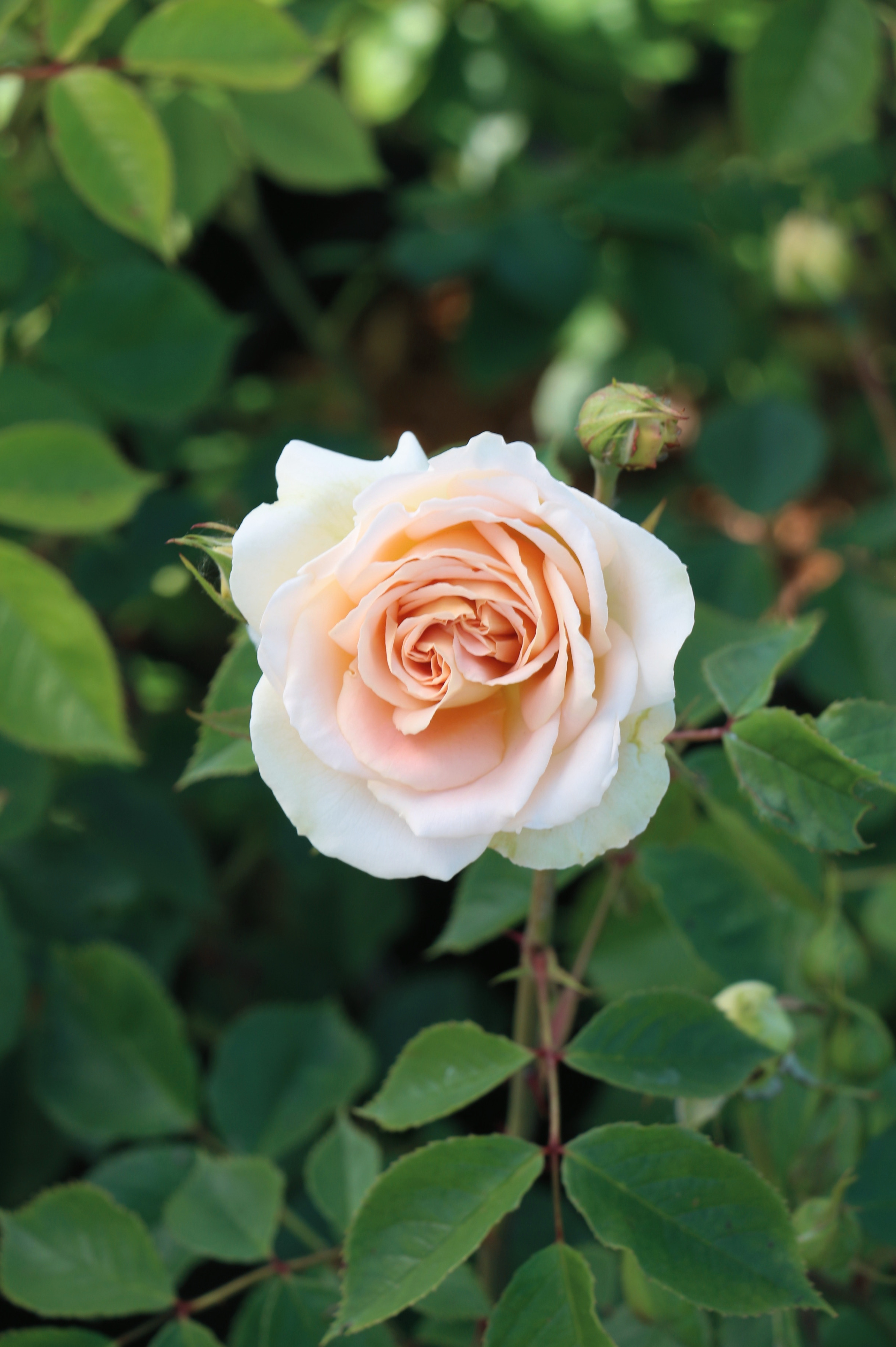Struikroos 'Matthias Claudius Rose'