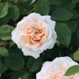 Struikroos 'Matthias Claudius Rose'