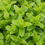 Marrakechmunt of Mentha Marrakech