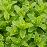 Marrakechmunt of Mentha Marrakech