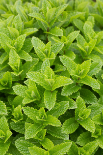 Marrakechmunt of Mentha Marrakech