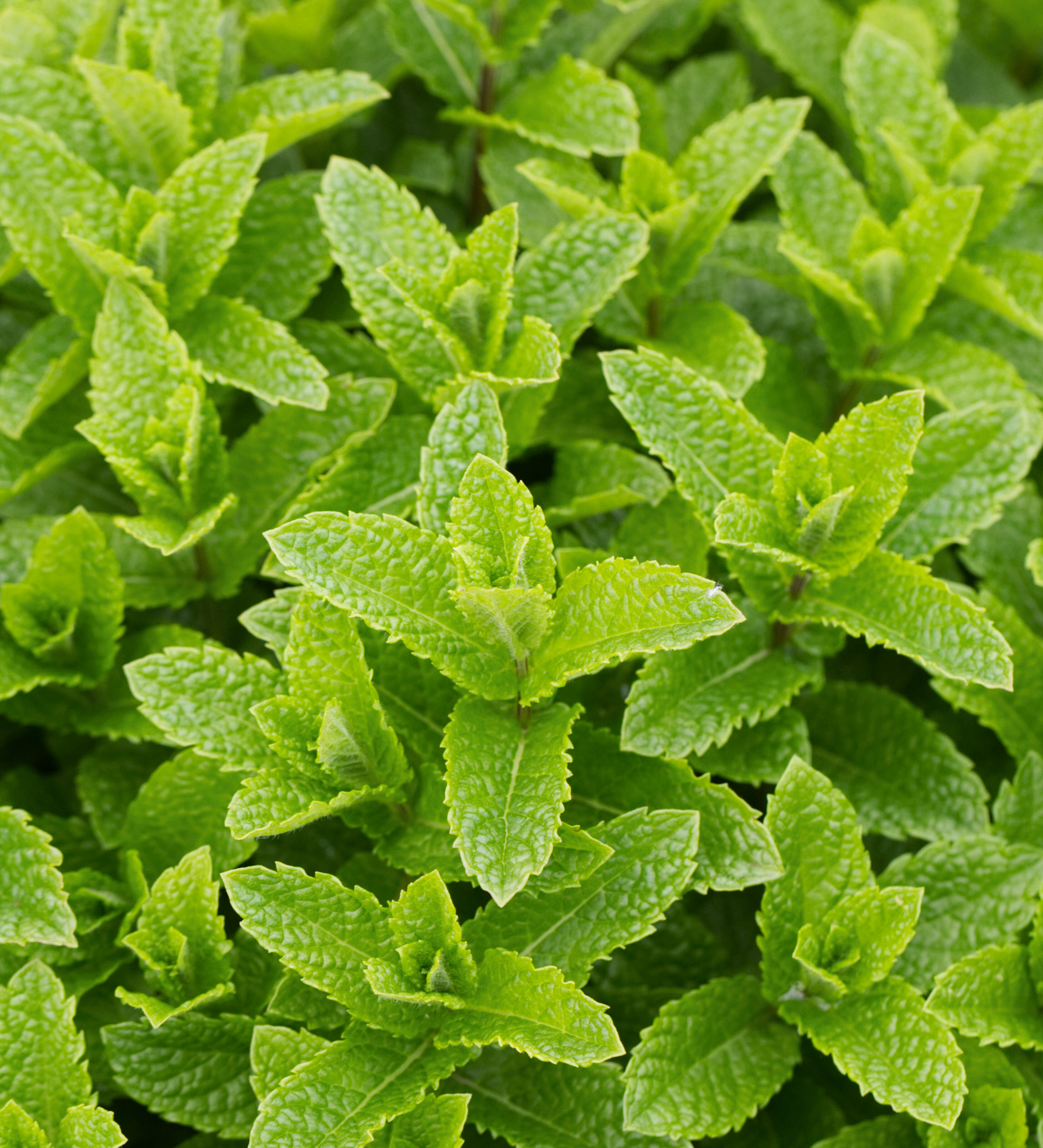 Marrakechmunt of Mentha Marrakech