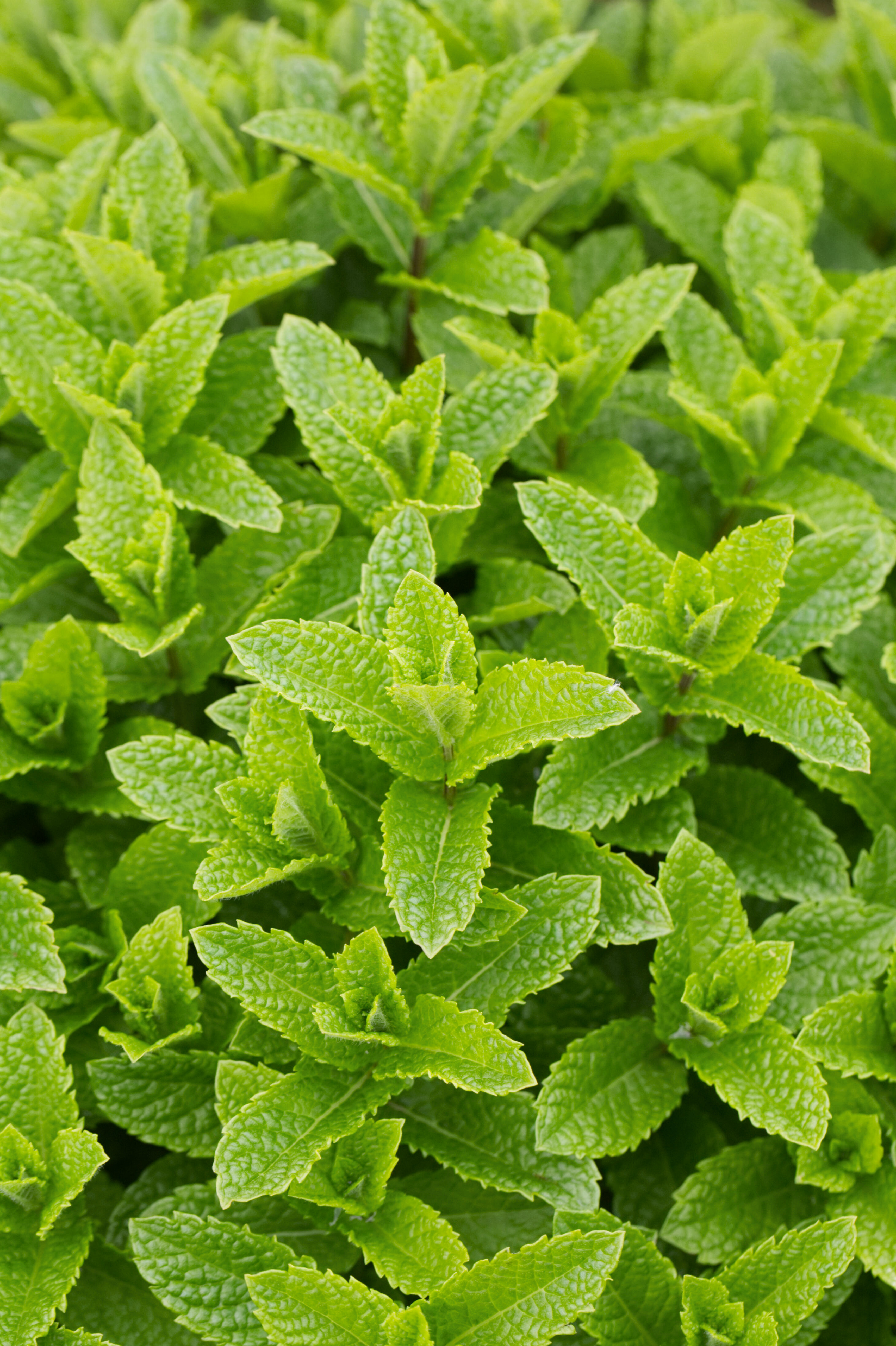 Marrakechmunt of Mentha Marrakech