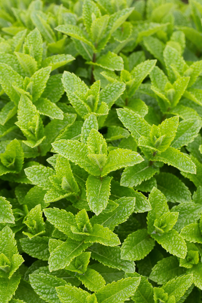 Mojitomunt of Marrakechmunt