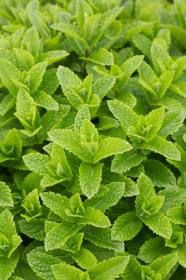 Mojitomunt of Marrakechmunt
