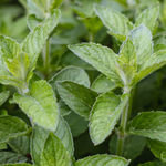 Citroenmunt of Mentha gentilis