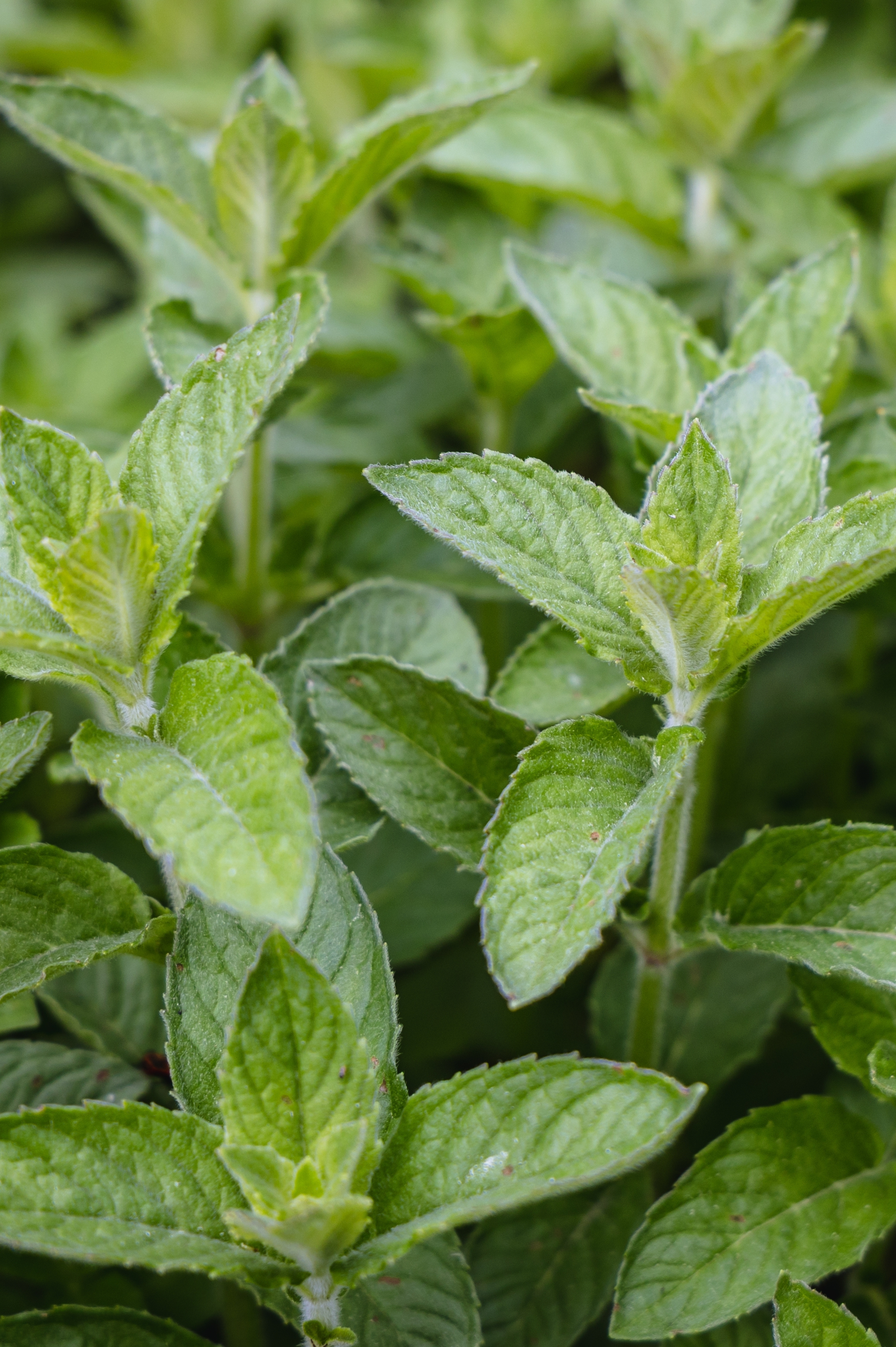 Citroenmunt of Mentha gentilis