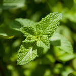 Munt of Mentha piperita 'Orange'