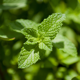 Munt of Mentha piperita 'Orange'