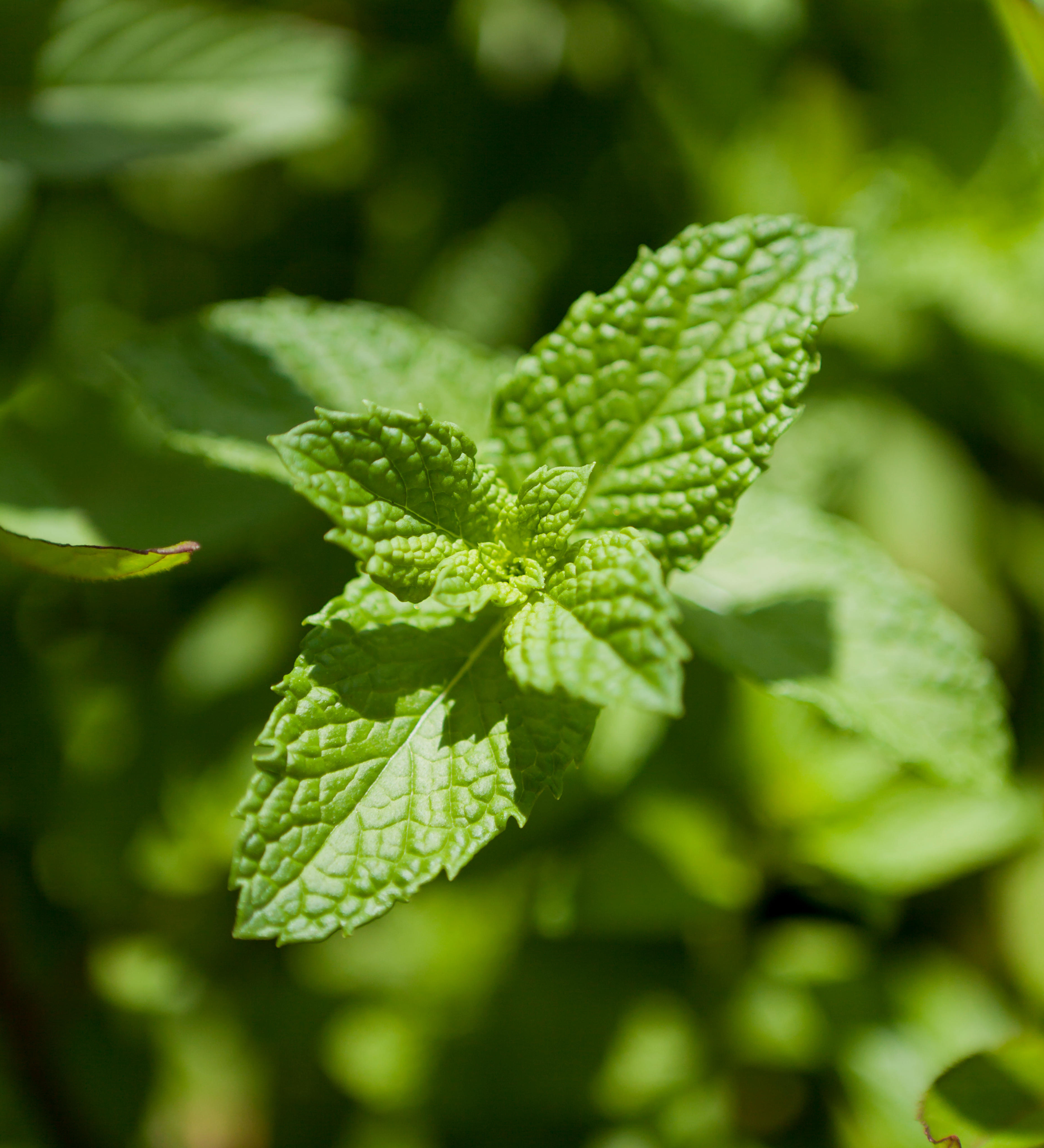 Munt of Mentha piperita 'Orange'