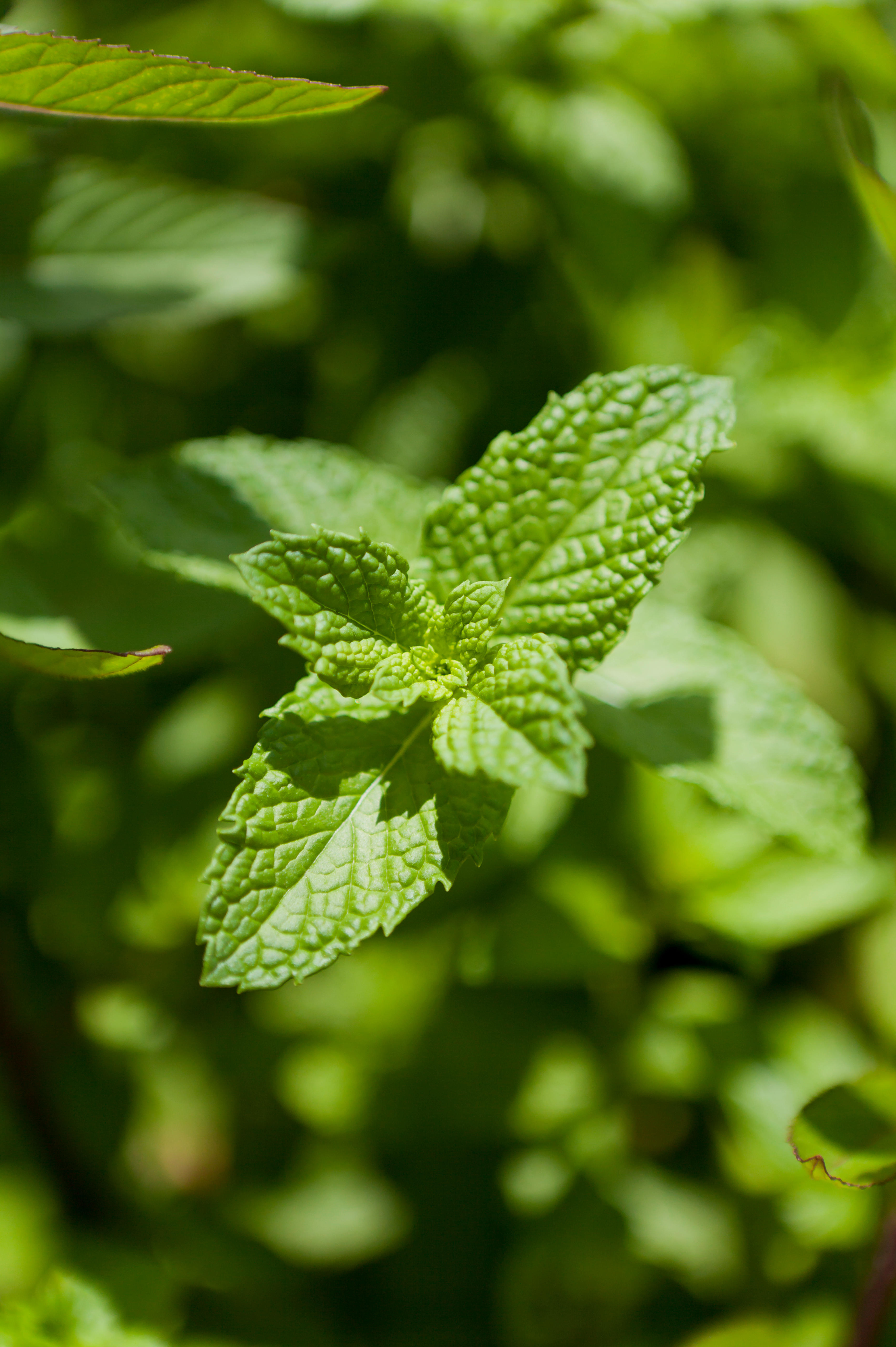 Munt of Mentha piperita 'Orange'