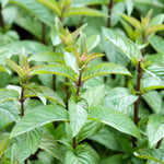 Chocolademunt of Mentha piperita 'Chocolate'