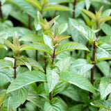 Chocolademunt of Mentha piperita 'Chocolate'