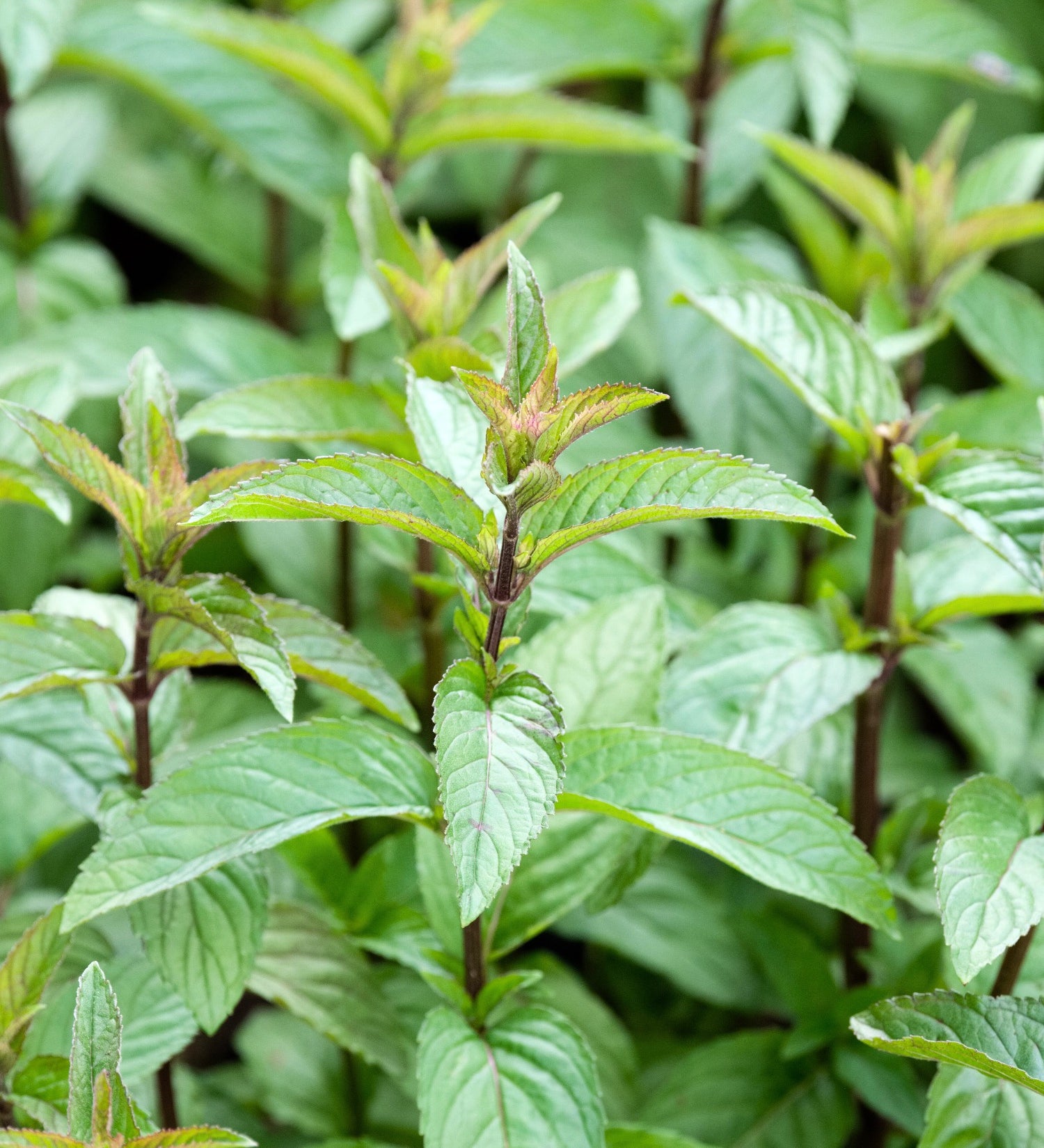 Chocolademunt of Mentha piperita 'Chocolate'
